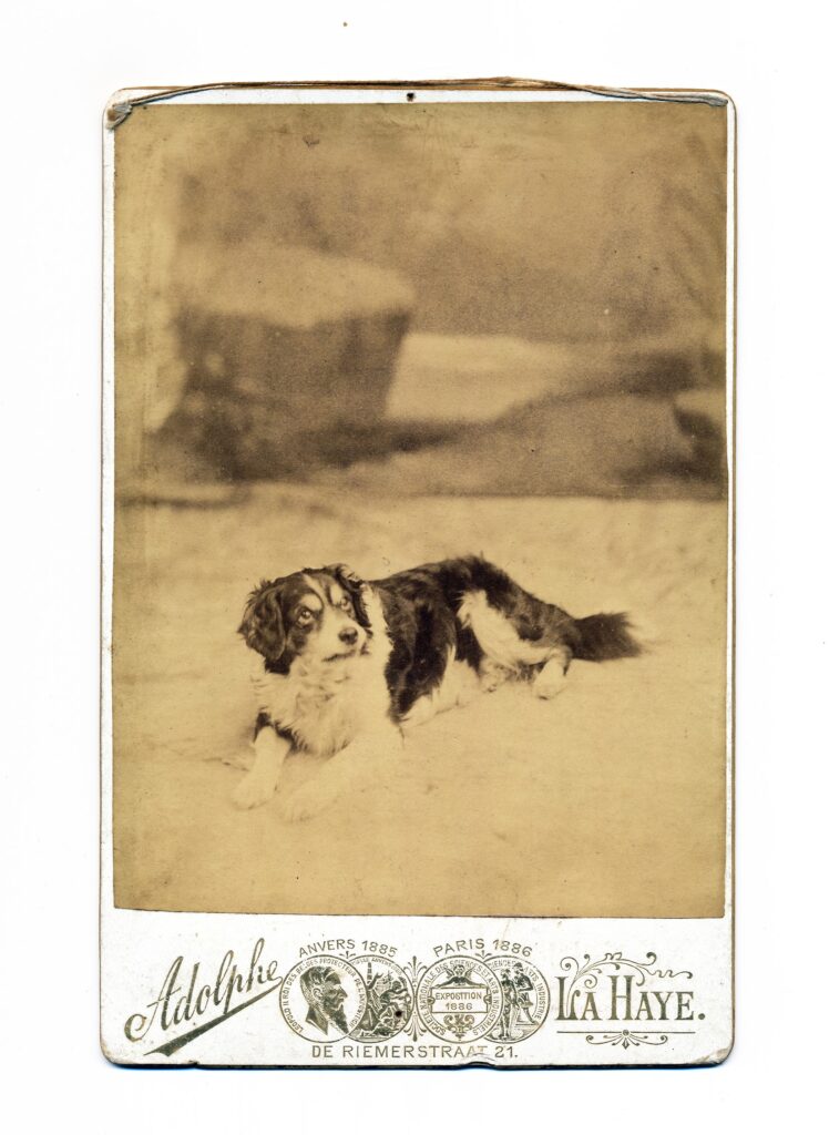Bekijk de foto's 1 van Adolphe: hond Bello, Den Haag ca. 1879