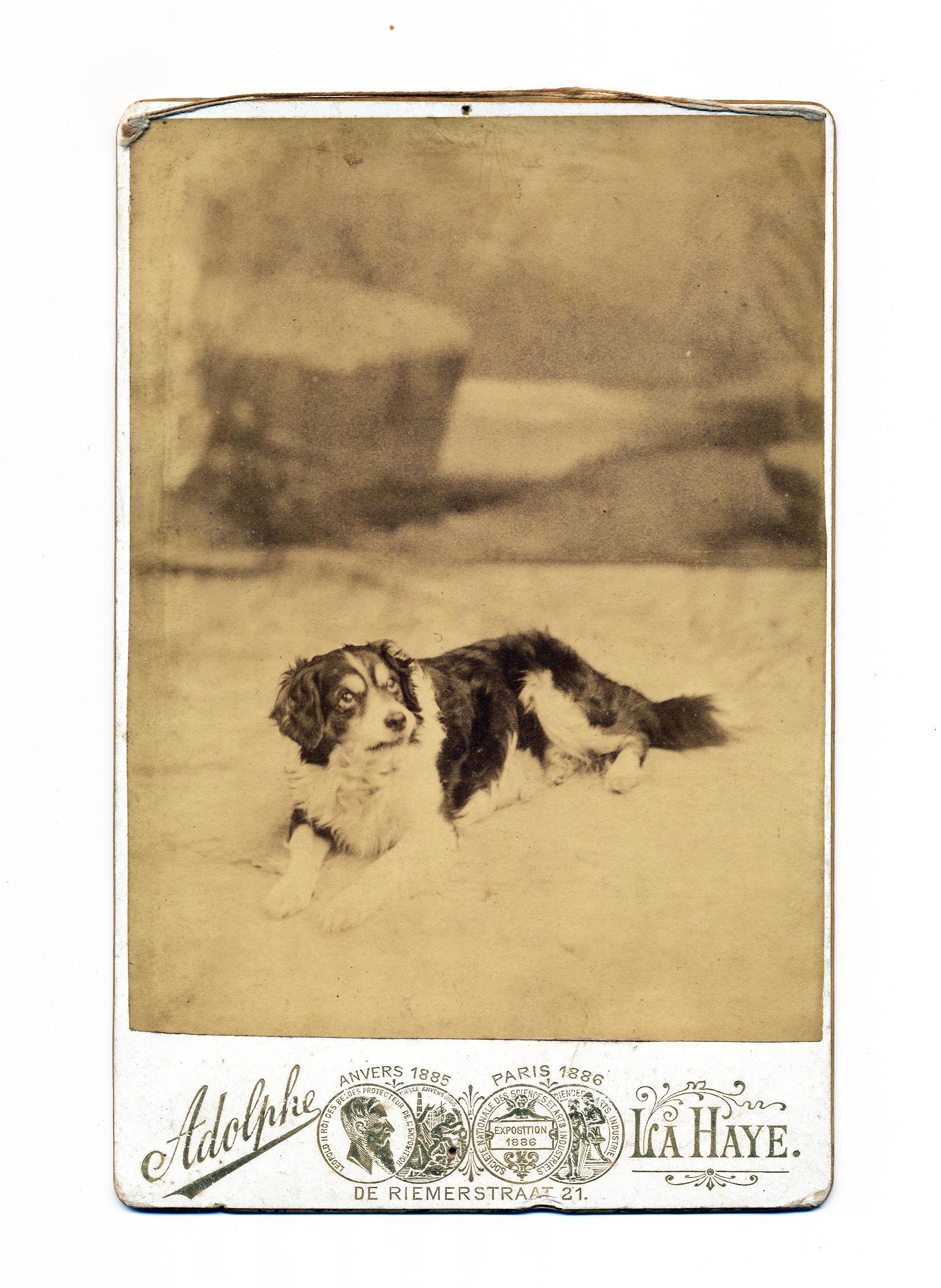 Adolphe: hond Bello, Den Haag ca. 1879