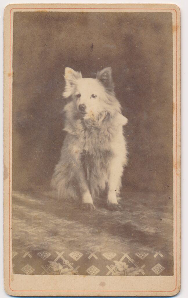 Bekijk de foto's 1 van Onbekend: hond, ca. 1885