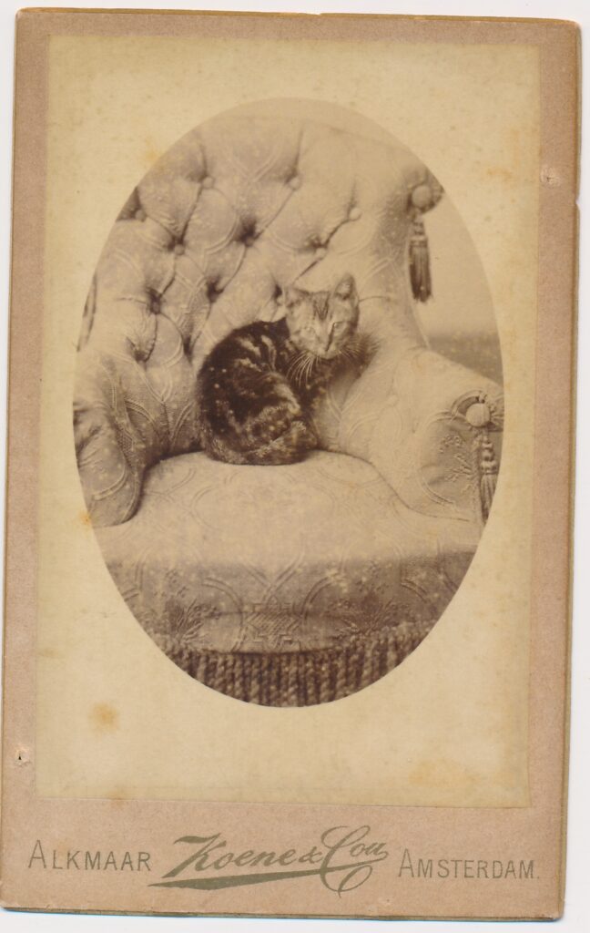 Bekijk de foto's 1 van Koene & Cou: kat, ca. 1890