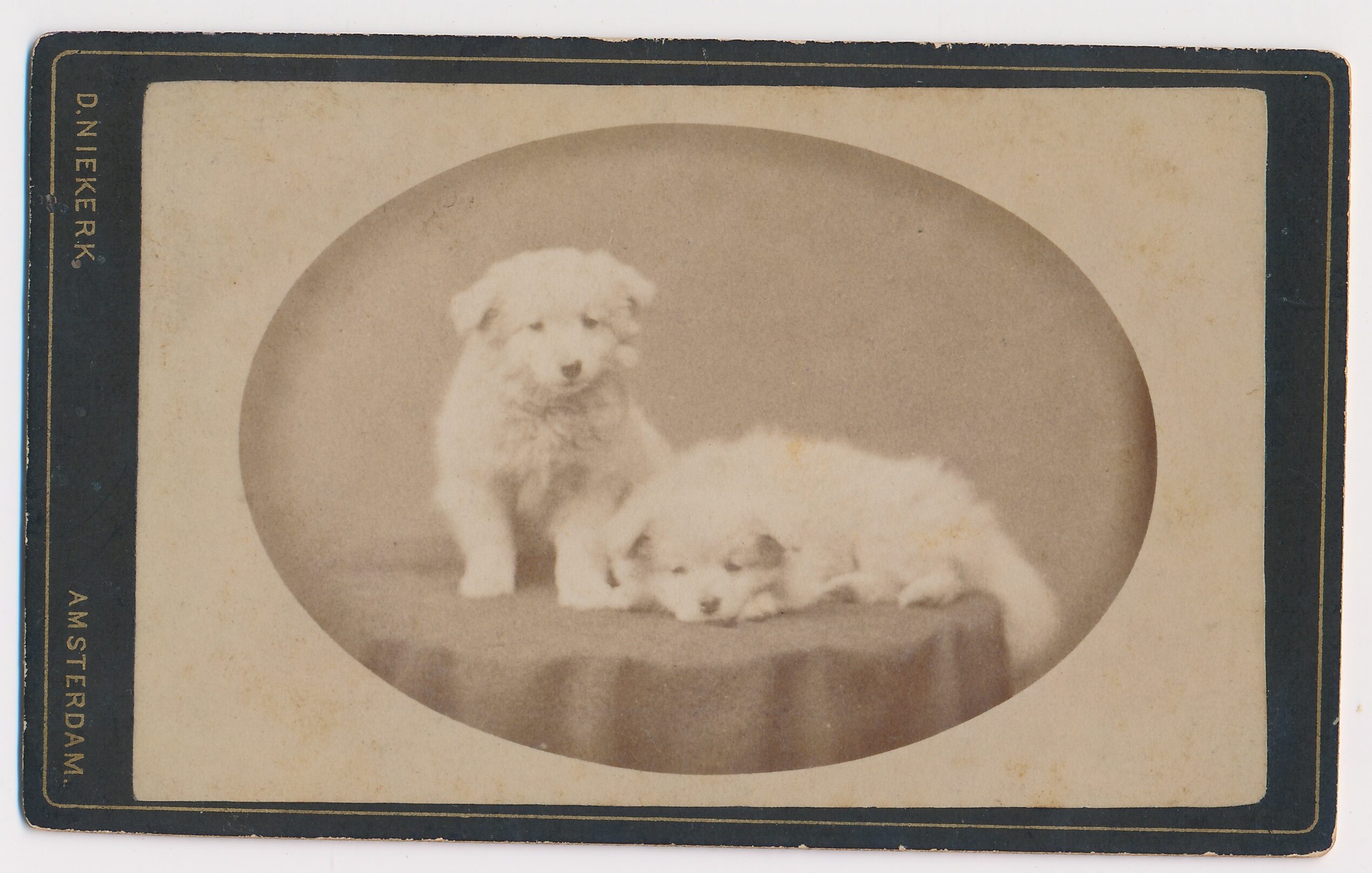 D. Niekerk: twee hondjes, Amsterdam ca. 1885