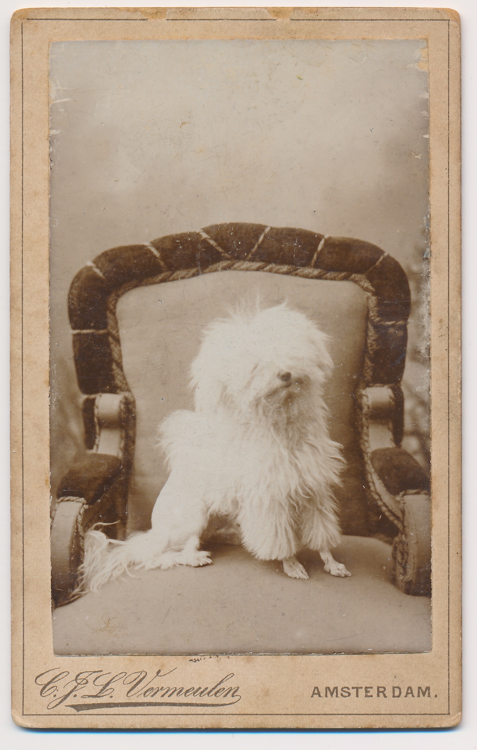 C.J.L. Vermeulen: hond van Lambertus Bechthold, Amsterdam ca. 1890